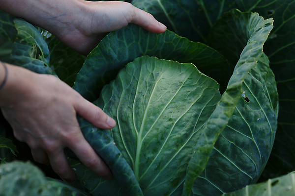 포토 JPG 해외이미지 식물 여자 음식 잎 농업 채소 관리 사람없음 초록색 상자 농장 흙 모임 수확 성장 시골 신선 농부 수집 허브 유기농 양배추 내추럴 오이피클 세련 해외202004 해외포토 직업 웰빙 산업 컬러 사람 피클 파일형식 이미지허브