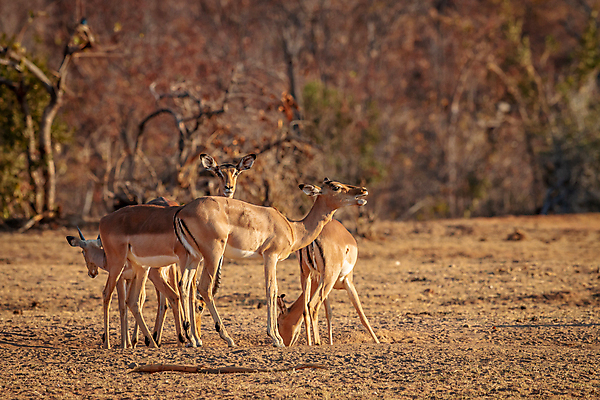 포토 JPG 해외이미지 동물 공원 야생동물 여행 포유류 아프리카 자연 초식동물 휴가 사슴 뿔 사람없음 야외 머리 환경 경쟁 게임 황무지 우아함 보호 사파리 속도 싸움 영양 남쪽 내추럴 가젤 남아프리카 동물상 램 보츠와나 생태학 전국 해외202004 해외포토 공공시설 교육 나라 컨셉 모션 놀이 신체부위 조형물 방향 생태계 파일형식 이미지허브
