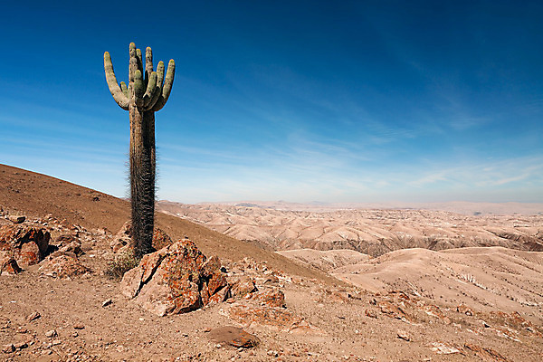 포토 JPG 해외이미지 식물 모래 여행 자연 하늘 산 선인장 건조 파노라마 풍경 사람없음 야외 가로 빨간색 파란색 계곡 미국 사막 안개 뜨거움 황무지 땅 호기심 멀리 남쪽 내추럴 페루 혼자 해외202004 해외포토 감정 컬러 컨셉 북아메리카 날씨 촬영기법 남아메리카 방향 생태계 파일형식 이미지허브
