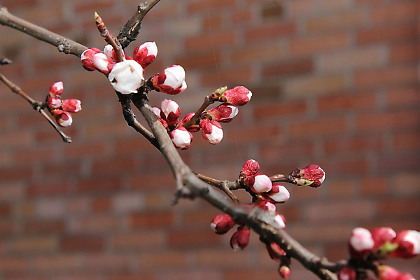 포토 JPG 해외이미지 나무 식물 자연 따뜻함 미술 풍경 사람없음 맑음 봄 나뭇가지 오브젝트 해외202004 해외포토 계절 날씨 문화예술 생태계 파일형식 이미지허브