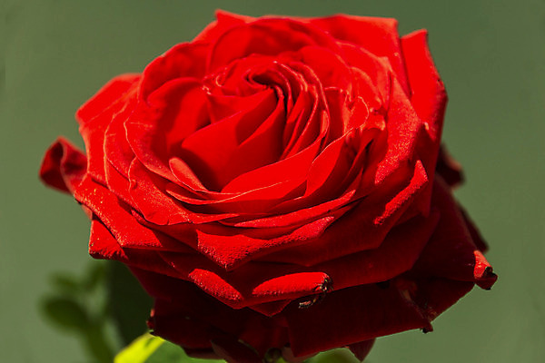 포토 JPG 해외이미지 식물 기념일 꽃잎 꽃 줄기 결혼 발렌타인데이 사랑 사람없음 빨간색 초록색 파란색 장미 우아함 향기 해외202004 해외포토 감정 컬러 컨셉 데이이벤트 이벤트 냄새 파일형식 이미지허브