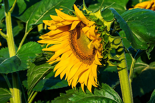 포토 JPG 해외이미지 식물 계절 꽃잎 꽃 문화 지구 백그라운드 잎 꽃무늬 밭 농업 오렌지 자연 하늘 해바라기 풍경 사람없음 야외 초록색 여름 파란색 농작물 컬러풀 태양 농장 노란색 맑음 봄 활발 성장 벚꽃 시골 원형 개화 장면 흐림 내추럴 밭일 해외202004 해외포토 자연요소 도형 산업 컬러 컨셉 무늬 과일 날씨 생태계 파일형식 이미지허브