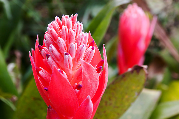 포토 JPG 해외이미지 식물 꽃잎 꽃 화초 줄기 잎 꽃무늬 자연 사람없음 장식 초록색 컬러풀 정원 보라색 봄 벚꽃 제비꽃 묘사 원예 강렬 교토 이국적 해외202004 해외포토 계절 컬러 무늬 취미 일본 생태계 파일형식 이미지허브