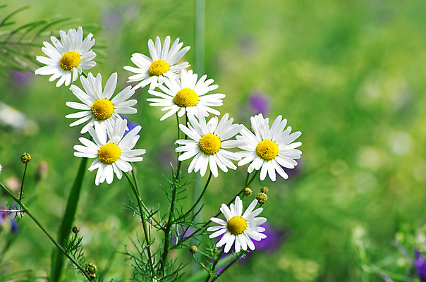 포토 JPG 해외이미지 식물 디자인 계절 공원 꽃잎 꽃 줄기 밭 자연 건강 사람없음 야외 초록색 여름 햇빛 태양 약 새싹 맑음 봄 벚꽃 흰색 시골 그룹 허브 심볼 묘사 에코 데이지 내추럴 모종 캐모마일 해외202004 해외포토 자연요소 공공시설 컬러 농업 의학 날씨 환경 생태계 파일형식 이미지허브