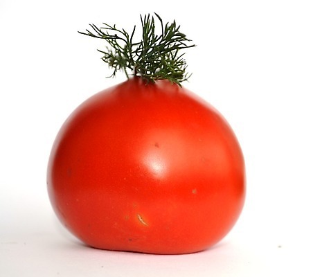 포토 JPG 해외이미지 토마토 채소 오이 사람없음 초록색 샐러드 흰색 신선 조직 호흡 굽기 허브 성분 리빙 고립 채식주의자 해외202004 해외포토 식물 음식 컬러 구이 채식 파일형식 이미지허브