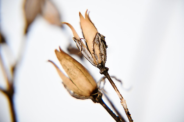 포토 JPG 해외이미지 식물 계절 공원 꽃 백그라운드 잎 크리스마스 겨울 패턴 밭 자연 날씨 건조 풍경 사람없음 야외 파란색 빛 갈색 노란색 냉동 얼음 들꽃 추위 흰색 선택 12월 허브 유기농 질감 서리 장면 부드러움 1월 내추럴 2월 파스텔톤 카피스페이스 해외202004 해외포토 자연요소 웰빙 공공시설 기념일 컬러 컨셉 무늬 농업 공백 감각 날짜 생태계 파일형식 이미지허브