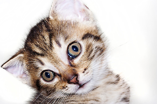 포토 JPG 해외이미지 동물 새끼 포유류 사람없음 반려동물 머리 고양이 놀람 표현 신생아 유머 강아지 작음 모피 해외202004 해외포토 감정 표정 신체부위 아기 개 크기 파일형식 이미지허브