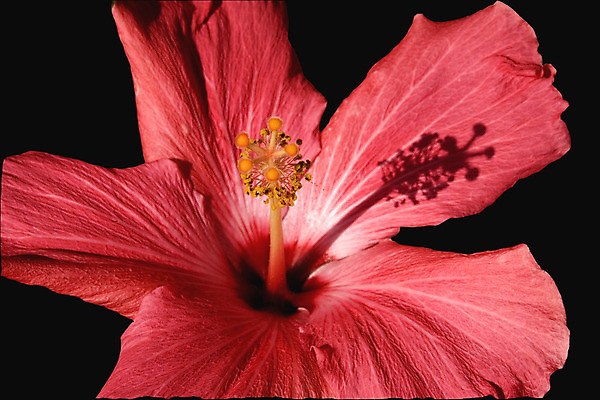 포토 JPG 해외이미지 스튜디오촬영 자연 사람없음 빨간색 히비스커스 해외202004 해외포토 꽃 컬러 실내 생태계 파일형식 이미지허브