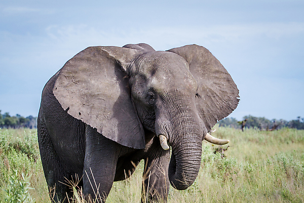 포토 JPG 해외이미지 동물 공원 야생동물 여행 백그라운드 포유류 아프리카 자연 코끼리 국립공원 사람없음 야외 여행객 환경 힘 황무지 보호 큼 사파리 상아 멸종 남쪽 나미비아 해외202004 해외포토 공공시설 나라 컨셉 사람 크기 방향 생태계 남아프리카 파일형식 이미지허브