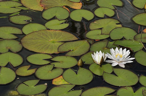 포토 JPG 해외이미지 식물 계절 공원 꽃 호수 잎 꽃무늬 사람없음 물 여름 햇빛 반사 환경 정원 봄 벚꽃 연못 신선 백합 내추럴 해외202004 해외포토 자연요소 공공시설 무늬 태양 파일형식 이미지허브