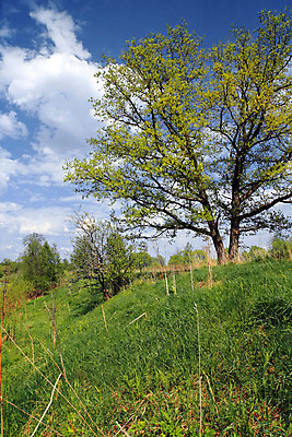 포토 JPG 해외이미지 나무 1 계절 잎 꽃무늬 밭 자연 하늘 풍경 사람없음 초록색 여름 파란색 태양 평화 우주 환경 힘 침묵 봄 나뭇가지 시골 고독 그늘 허브 러시아 내추럴 옛날 수평선 해외202004 해외포토 자연요소 식물 꽃 감정 유럽 컬러 컨셉 무늬 농업 소리 생태계 파일형식 이미지허브