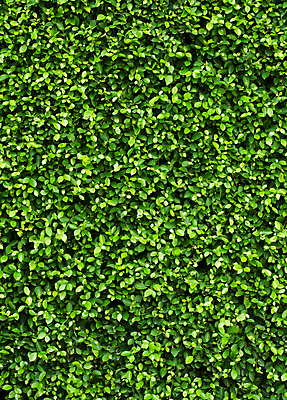 포토 JPG 해외이미지 식물 외관 공원 벽 백그라운드 잎 꽃무늬 패턴 자연 유리 표면 주택 사람없음 장식 초록색 여름 울타리 환경 정원 봄 성장 덮개 나뭇가지 시골 파편 허브 질감 아이비 내추럴 생태학 해외202004 해외포토 나무 계절 공공시설 교육 꽃 컬러 무늬 재질 건물 담장 뚜껑 생태계 파일형식 이미지허브