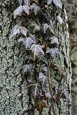 포토 JPG 해외이미지 나무 식물 유럽 잎 사람없음 숲 포도나무 나무껍질 아이비 폴란드 기생충 해외202004 해외포토 나라 껍질 바이러스 과일나무 파일형식 이미지허브