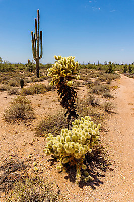 포토 JPG 해외이미지 식물 자연 하늘 선인장 건조 풍경 사람없음 야외 노란색 미국 사막 붓 뜨거움 가시 황무지 위험 척추 생태계 애리조나 봉황 해외202004 해외포토 컬러 컨셉 북아메리카 뼈 파일형식 이미지허브