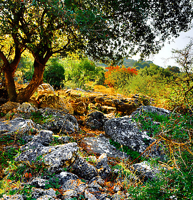 포토 JPG 해외이미지 나무 계절 백그라운드 잎 오렌지 자연 하늘 풍경 사람없음 야외 가로 빨간색 초록색 햇빛 태양 갈색 노란색 우주 맑음 화목 침묵 가을 나뭇가지 뜨거움 그룹 숲 오브젝트 장면 온도 10월 해외202004 해외포토 자연요소 식물 컬러 컨셉 과일 날씨 소리 날짜 생태계 파일형식 이미지허브