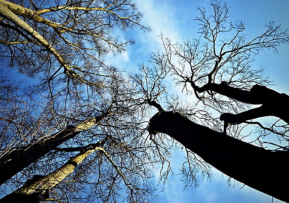 포토 JPG 해외이미지 나무 응시 계절 공원 백그라운드 겨울 자연 하늘 왕관 함께함 풍경 사람없음 야외 목재 파란색 빛 태양 추위 가을 흰색 나뭇가지 원형 숲 해외202004 해외포토 자연요소 도형 식물 시선 공공시설 컬러 컨셉 재료 생태계 파일형식 이미지허브