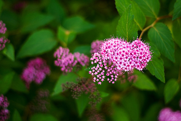 포토 JPG 해외이미지 식물 꽃 분홍색 잎 아침 주택 사람없음 초록색 여름 봄 나뭇가지 많음 해외202004 해외포토 주간 나무 계절 컬러 컨셉 건물 파일형식 이미지허브