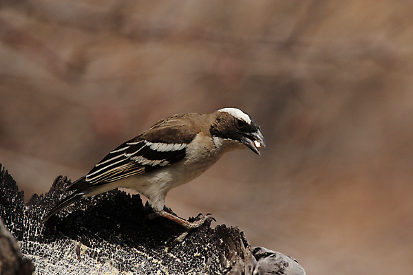 포토 JPG 해외이미지 야생동물 아프리카 자연 조류 앉기 사람없음 갈색 회색 흰색 작음 먹기 사파리 깃털 부리 계산서 나미비아 수유 스텝 해외202004 해외포토 동물 나라 컬러 모션 크기 생태계 남아프리카 파일형식 이미지허브