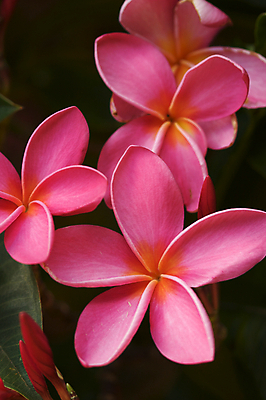 포토 JPG 해외이미지 나무 식물 꽃잎 꽃 문화 분홍색 낙엽 잎 자연 사람없음 초록색 햇빛 정원 활발 벚꽃 흰색 나뭇가지 그룹 황금 다발 향수 순수 오브젝트 태평양 아열대 파라다이스 해외202004 해외포토 바다 컬러 컨셉 태양 화장품 생태계 파일형식 이미지허브