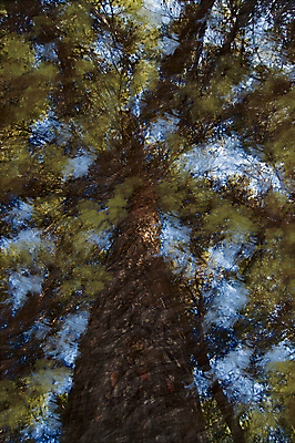 포토 JPG 해외이미지 모양 나무 아이콘 디자인 계절 실루엣 종이 일러스트 자연 추상 미술 사람없음 목재 그래픽 장식 환경 정원 수확 성장 나뭇가지 숲 큼 심볼 오브젝트 싱글 그림 질감 복고 내추럴 고립 생태학 수목 옛날 스타일 해외202004 해외포토 식물 교육 무늬 농업 재료 문화예술 촬영기법 크기 생태계 파일형식 이미지허브