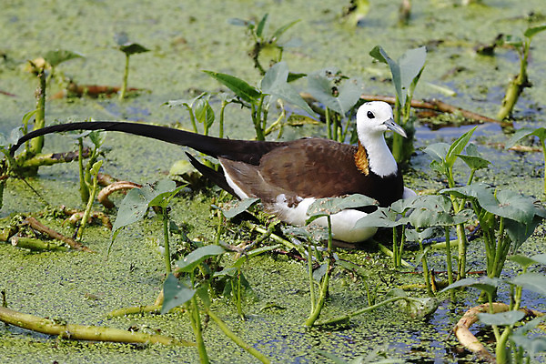 포토 JPG 해외이미지 나무 동물 여자 남자 아시아 얼굴 야생동물 백그라운드 날개 자연 조류 사람없음 야외 목재 가로 초록색 컬러풀 머리 환경 나뭇가지 막대기 닫기 숲 깃털 꼬리 부리 서식지 꿩 생태학 이국적 해외202004 해외포토 식물 교육 나라 컬러 재료 모션 사람 신체부위 생태계 파일형식 이미지허브