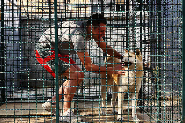 포토 JPG 해외이미지 동물 얼굴 한명 반려동물 일본 힘 용기 자신감 개 위험 큼 근육질 고체 기르기 지능 힘찬 해외202004 해외포토 1 그릇 감정 아시아 컨셉 포유류 근육 사람 신체부위 크기 몸매 돌봄 파일형식 이미지허브