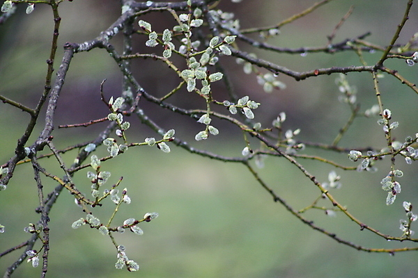 포토 JPG 해외이미지 나무 계절 백그라운드 자연 사람없음 목재 초록색 새싹 봄 부드러움 해외202004 해외포토 식물 컬러 재료 감각 생태계 파일형식 이미지허브
