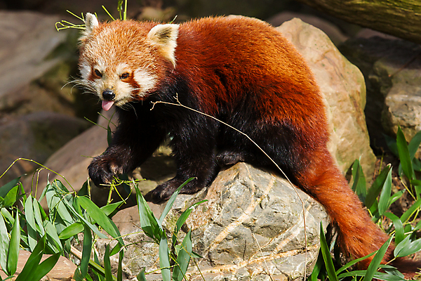 포토 JPG 해외이미지 주간 한마리 잎 사람없음 야외 귀여움 메롱 레서판다 해외202004 해외포토 자연요소 식물 1 컨셉 포유류 모션 파일형식 이미지허브