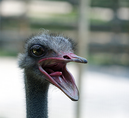 포토 JPG 해외이미지 동물 응시 얼굴 야생동물 여행 아프리카 자연 조류 사람없음 야외 농장 회색 큼 혀 부리 목 타조 남쪽 내추럴 동물상 전국 혼자 해외202004 해외포토 시선 나라 컬러 농업 신체부위 조형물 입 크기 방향 생태계 파일형식 이미지허브