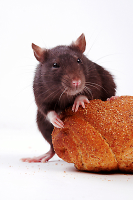 포토 JPG 해외이미지 동물 응시 빵 포유류 수염 털 사람없음 반려동물 갈색 회색 흰색 쥐 설치류 수줍음 심볼 호기심 흰배경 코 꼬리 귀 솜털 고립 해외202004 해외포토 시선 감정 음식 컬러 백그라운드 컨셉 신체부위 파일형식 이미지허브