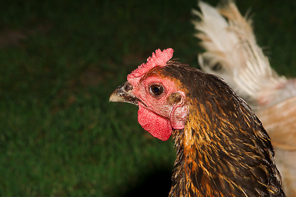 포토 JPG 해외이미지 식물 동물 농업 조류 사람없음 빨간색 농장 치킨 가축 시골 신선 깃털 날것 암탉 많음 해외202004 해외포토 산업 컬러 컨셉 닭 암컷 닭고기요리 파일형식 이미지허브