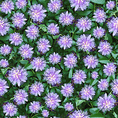 포토 JPG 해외이미지 식물 계절 기념일 꽃잎 꽃 꽃다발 백그라운드 꽃무늬 패턴 밭 자연 휴가 발렌타인데이 선물 사람없음 장식 여름 컬러풀 정원 벚꽃 축하 인사 신선 그룹 다발 타일 원예 질감 향기 열정 부드러움 포도나무 내추럴 강렬 해외202004 해외포토 감정 컬러 컨셉 무늬 농업 데이이벤트 이벤트 취미 예절 감각 과일나무 생태계 냄새 파일형식 이미지허브