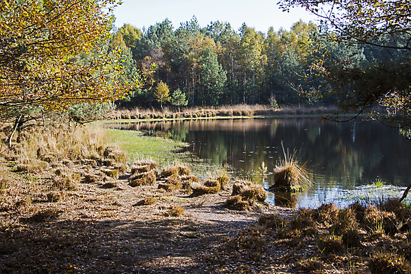 포토 JPG 해외이미지 나무 호수 모래 자연 하늘 건조 독일 풍경 사람없음 초록색 물 여름 파란색 모래사장 갈색 소나무 숲 밀짚 가문비나무 해외202004 해외포토 자연요소 식물 계절 유럽 바다 컬러 짚 생태계 파일형식 이미지허브