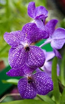 포토 JPG 해외이미지 식물 꽃잎 꽃 아시아 줄기 꽃다발 백그라운드 꽃무늬 자연 발렌타인데이 선물 동양인 사람없음 장식 파란색 정원 활발 벚꽃 나뭇가지 신선 난초 다발 제비꽃 심볼 순수 보케 스리랑카 이국적 카피스페이스 해외202004 해외포토 나무 나라 컬러 컨셉 무늬 데이이벤트 인종 공백 생태계 파일형식 이미지허브