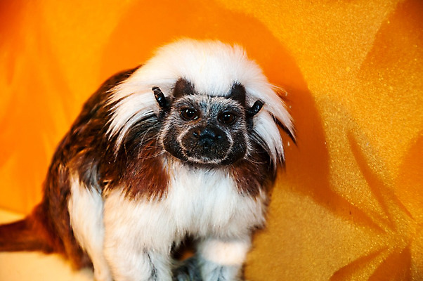 포토 JPG 해외이미지 동물 야생동물 포유류 발 자연 동물원 종류 사람없음 나뭇가지 원숭이 입 숲 작음 열대우림 콧수염 갈기 멸종 유인원 남쪽 발톱 해외202004 해외포토 나무 수염 신체부위 크기 방향 생태계 파일형식 이미지허브