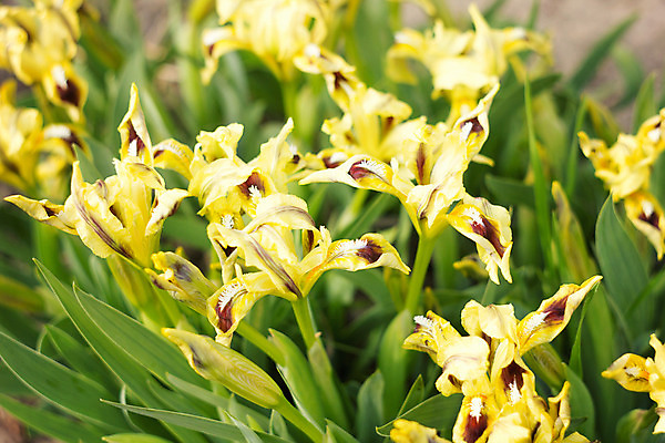 포토 JPG 해외이미지 식물 계절 꽃잎 꽃 백그라운드 잎 꽃무늬 자연 사람없음 야외 초록색 여름 파란색 컬러풀 햇빛 노란색 정원 보라색 봄 활발 벚꽃 흰색 연못 신선 개화 닫기 제비꽃 뿌리 붓꽃 내추럴 영원 혼자 해외202004 해외포토 컬러 컨셉 무늬 모션 태양 생태계 파일형식 이미지허브