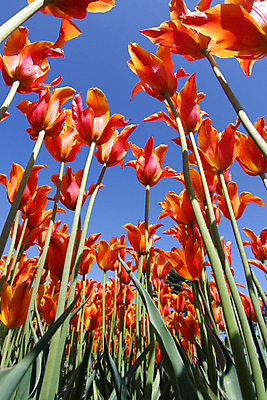 포토 JPG 해외이미지 식물 계절 꽃 꽃무늬 오렌지 자연 열쇠 풍경 사람없음 파란색 노란색 정원 봄 튤립 벚꽃 침대 큼 꽃집 네덜란드 내추럴 해외202004 해외포토 유럽 컬러 가구 무늬 과일 상점 크기 생태계 파일형식 이미지허브