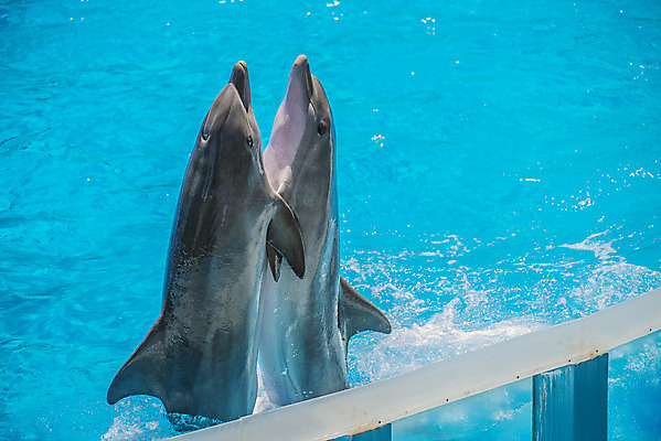 포토 JPG 해외이미지 동물 행복 야생동물 바다 장난 포유류 자연 놀이 생물 어류 사람없음 물 파란색 달리기 점프 수영 힘 회색 자유 게임 떨어짐 돌고래 코 꼬리 쇼 지느러미 수영선수 대서양 지능 해외202004 해외포토 자연요소 감정 컬러 컨셉 모션 운동선수 신체부위 수중동물 수상스포츠 생태계 파일형식 이미지허브