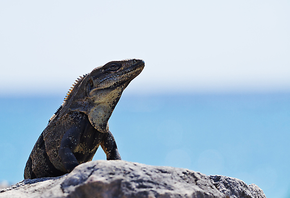 포토 JPG 해외이미지 동물 공원 야생동물 여행 패턴 파충류 자연 휴가 열대 멕시코 동물원 저울 사람없음 초록색 반려동물 태양 쌓기 추위 용 뜨거움 큼 피부 공룡 눈금 도마뱀 날카로움 암초 이구아나 느림 발톱 이국적 집게발 해외202004 해외포토 자연요소 공공시설 컬러 북아메리카 무늬 모션 발 신체부위 크기 생태계 파일형식 이미지허브