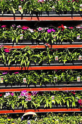 포토 JPG 해외이미지 식물 꽃 선반 쟁반 사람없음 판매 세일 정원 여러개 카트 봄 놀이방 개화 시장 플랫 구매 냄비 원예 매각 모종 묘목 심기 온실 해외202004 해외포토 나무 계절 가구 다수 모션 취미 쇼핑 솥 파일형식 이미지허브