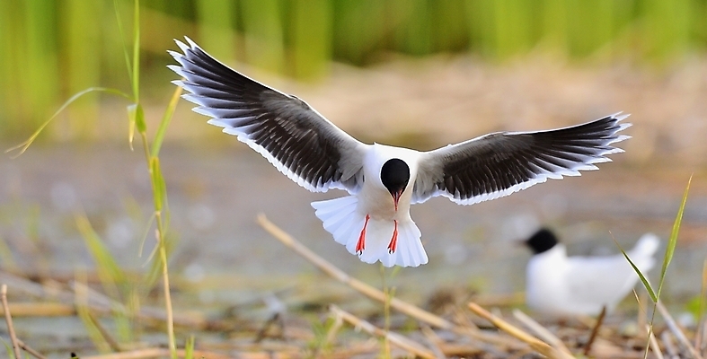 포토 JPG 해외이미지 동물 얼굴 야생동물 바다 포즈 백그라운드 날개 자연 갈매기 조류 하늘 낚시 천사 사람없음 옆모습 초록색 물 평화 검은색 흰색 비행 얼룩 깃털 코 꼬리 물새 무료 해외202004 해외포토 자연요소 뷰포인트 컬러 컨셉 레저 신체부위 생태계 파일형식 이미지허브