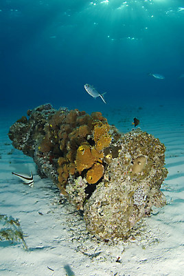 포토 JPG 해외이미지 동물 물결 모래 바다 표면 바닥 어류 사람없음 물 파란색 환경 수중 산호 암초 서식지 대서양 바하마 소금물 조난 해외202004 해외포토 자연요소 컬러 수중동물 자포동물 파일형식 이미지허브
