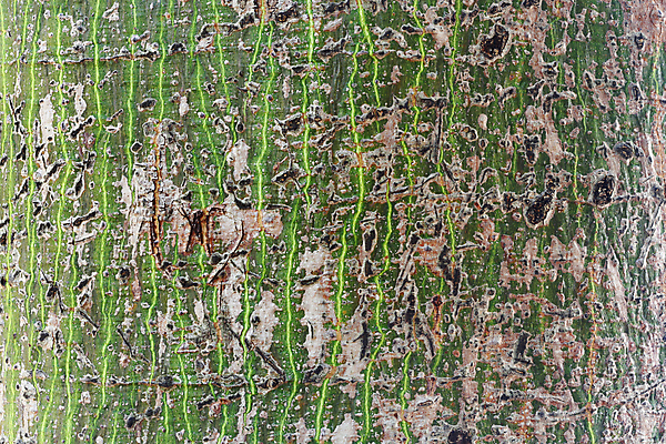 포토 JPG 해외이미지 나무 식물 백그라운드 패턴 추상 사람없음 목재 손상 거친 숲 묘사 질감 나무껍질 해외202004 해외포토 컨셉 무늬 재료 껍질 파일형식 이미지허브