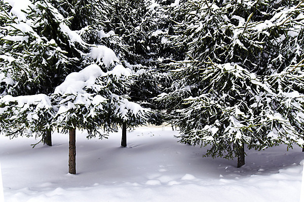 포토 JPG 해외이미지 나무 식물 계절 백그라운드 크리스마스 겨울 자연 날씨 휴가 새로움 사람없음 야외 목재 초록색 크리스마스트리 환경 냉동 추위 흰색 나뭇가지 소나무 숲 연도 오브젝트 서리 상록수 침엽수 전나무 내추럴 눈내림 가문비나무 해외202004 해외포토 기념일 컬러 컨셉 재료 눈_날씨 생태계 파일형식 이미지허브