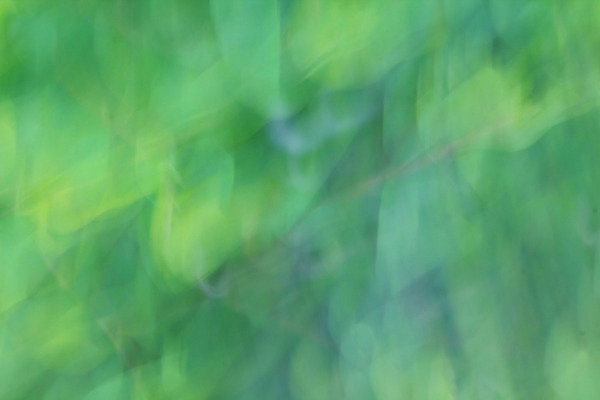 포토 JPG 해외이미지 식물 디자인 계절 벽 백그라운드 잎 패턴 자연 벽지 추상 건강 미술 사람없음 야외 초록색 여름 빛 컬러풀 태양 환경 맑음 봄 활발 수확 흰색 신선 소프트포커스 유기농 질감 보케 부드러움 내추럴 그런지 블러 생태학 효과 해외202004 해외포토 자연요소 웰빙 교육 컬러 컨셉 무늬 농업 날씨 문화예술 촬영기법 감각 생태계 파일형식 이미지허브