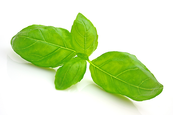 포토 JPG 해외이미지 식물 음식 백그라운드 잎 채소 재료 자연 건강 요리 사람없음 초록색 주방 정원 식사 이탈리아 샐러드 흰색 신선 양념 맛 다발 먹기 허브 향신료 유기농 날것 아로마 향 레시피 바질 내추럴 고립 해외202004 해외포토 웰빙 유럽 컬러 컨셉 모션 생태계 향미료 파일형식 이미지허브