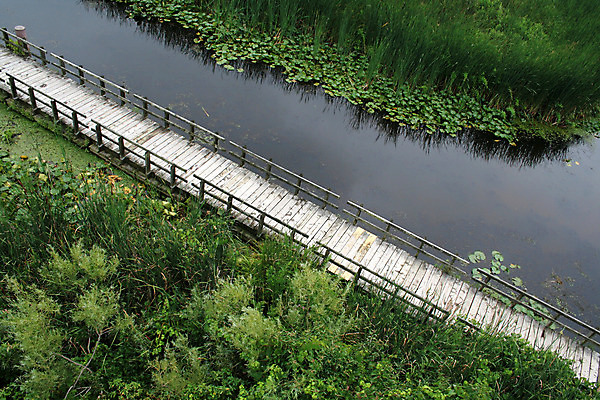 포토 JPG 해외이미지 공원 길 줄기 여행 잎 캐나다 자국 자연 그림자 사람없음 목재 가로 초록색 반사 평화 침묵 산책 산책로 하이킹 습지 오솔길 철책 해외202004 해외포토 나무 식물 공공시설 컬러 컨셉 북아메리카 재료 레저 휴식 소리 생태계 파일형식 이미지허브