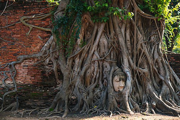 포토 JPG 해외이미지 나무 전통 문화 얼굴 여행 불교 태국 휴가 사람없음 건물 조각상 머리 사찰 승려 폐허 뿌리 랜드마크 옛날 해외202004 해외포토 식물 건축물 아시아 종교 종교건축 신체부위 조형물 성직자 파일형식 이미지허브