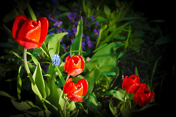 포토 JPG 해외이미지 식물 꽃 그림자 잔디 사람없음 빨간색 튤립 5 해외202004 해외포토 컬러 숫자 파일형식 이미지허브