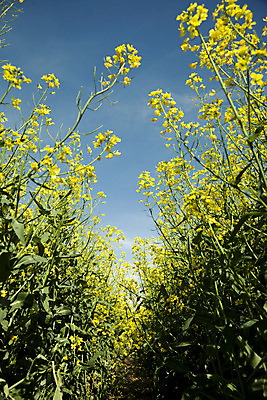 포토 JPG 해외이미지 식물 꽃 줄기 잎 밭 하늘 사람없음 파란색 노란색 카놀라 해외202004 해외포토 컬러 농업 파일형식 이미지허브